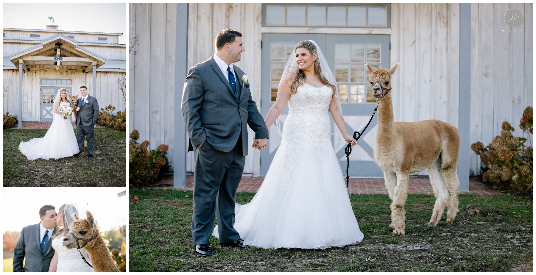 bride and groom at edel haus alpaca farm before south gate manor wedding in new jersey